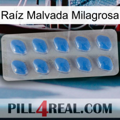 Raíz Malvada Milagrosa 22